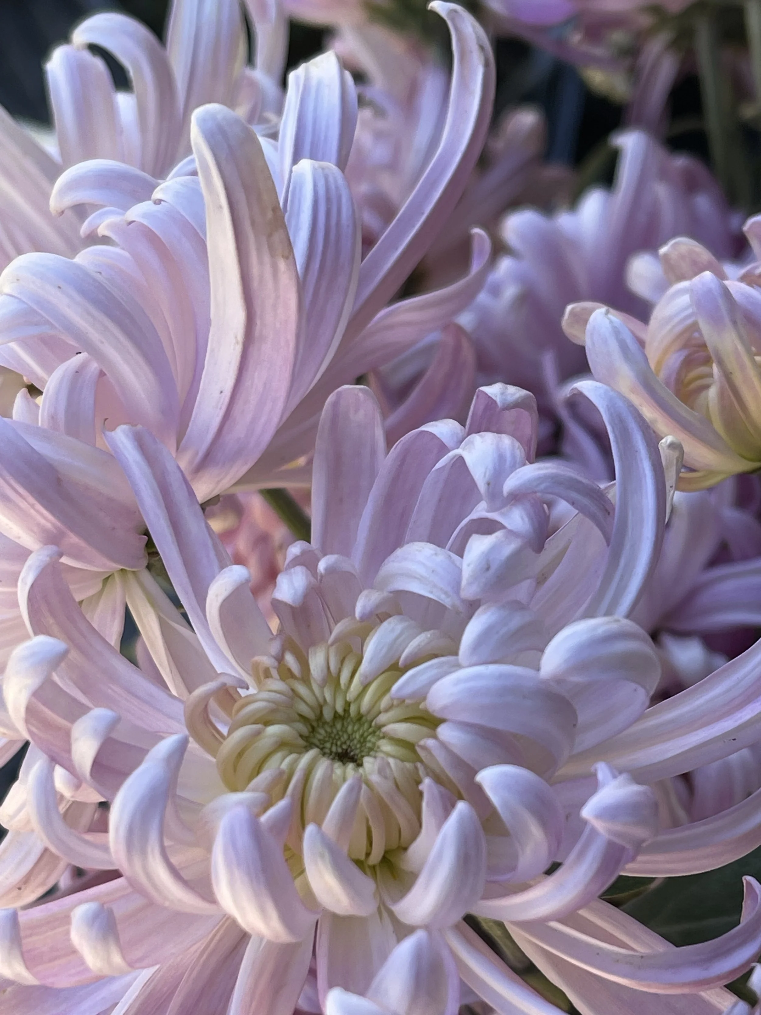 GAKKIN 墨小菊 CHRYSANTHEMUMS MELANGE HAT GAKKIN 墨小菊 CHRYSANTHEMUMS MELANGE HAT